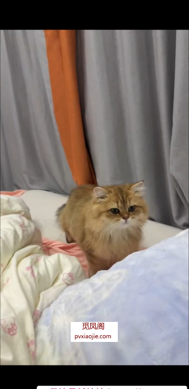 肥臀bbw